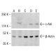 c-Abl Antibody (24-11) - Western Blotting - Image 412302