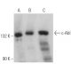 western blotting image from recommended c-Abl (8E9) monoclonal antibody replacement. Image 360842