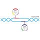 Cas9n Nickase gRNA Plasmid Targeting: Dual gRNA plasmids create single-strand nicks at precise DNA sequences for efficient genome editing using Cas9n Nickase. 