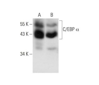western blotting image from recommended C/EBP &alpha; (D-5) monoclonal antibody replacement. Image 139405