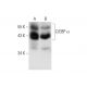 western blotting image from recommended C/EBP α (D-5) monoclonal antibody replacement. Image 139405