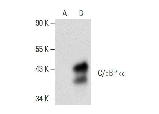 c-ebp-alpha-antibody-g-10-
