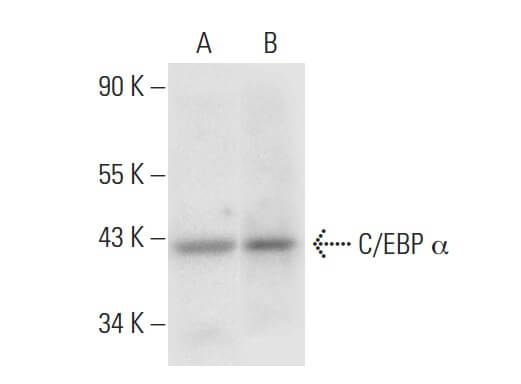 C/EBP α Antibody (G-10) | SCBT - Santa Cruz Biotechnology