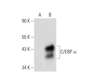C/EBP α Antibody (G-10) - Western Blotting - Image 70398Each CRISPR/Cas9 Knockout (KO) Plasmid product consists of a pool of 3 plasmids designed to ensure identification and cleavage of a specific gene for maximum knockout efficiency. Each plasmid encodes a unique 20 nt sequence derived from the GeCKO (v2) library.