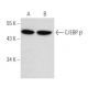 C/EBP beta Antibody (47A1) - Western Blotting - Image 17495