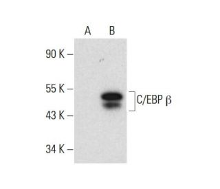 C/EBP beta Antibody (A-7) - Western Blotting - Image 308387