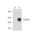C/EBP beta Antibody (A-7) - Western Blotting - Image 308387