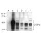 western blotting image from recommended C/EBP beta (H-7) monoclonal antibody replacement. Image 381008