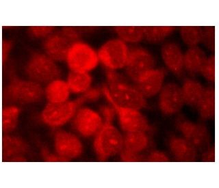 C/EBP beta Antibody (H-7) - Immunofluorescence - Image 134408 