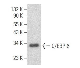 western blotting image from recommended C/EBP &delta; (C-6) monoclonal antibody replacement. Image 355160