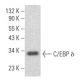 western blotting image from recommended C/EBP δ (C-6) monoclonal antibody replacement. Image 355160