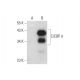 C/EBP δ Antibody (D-1) - Western Blotting - Image 333735