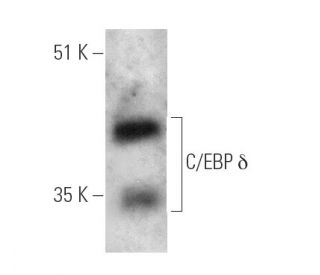 C/EBP &delta; Antibody (D-1) - Western Blotting - Image 389849 