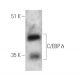 C/EBP δ Antibody (D-1) - Western Blotting - Image 389849 