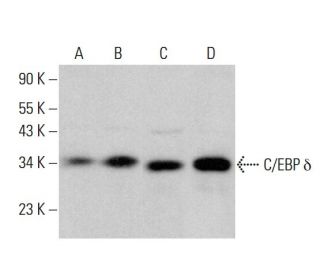 C/EBP δ Antibody (C-6) - Western Blotting - Image 378706