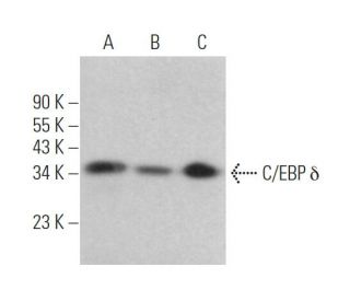 C/EBP δ Antibody (C-6) - Western Blotting - Image 363421