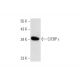 C/EBP ε Antibody (C-10) - Western Blotting - Image 344464 