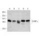 C/EBP ε Antibody (C-10) - Western Blotting - Image 358557 