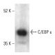 C/EBP ε Antibody (C-10) - Western Blotting - Image 402350