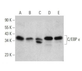 western blotting image from recommended C/EBP &epsilon; (C-10) monoclonal antibody replacement. Image 358557