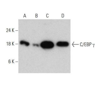 western blotting image from recommended C/EBP &gamma; (S2) monoclonal antibody replacement. Image 384280