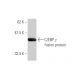 C/EBP γ Antibody (S2) - Western Blotting - Image 348451