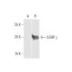 C/EBP γ Antibody (S2) - Western Blotting - Image 352103 