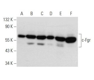 western blotting image from recommended c-Fgr (B-8) monoclonal antibody replacement. Image 357362
