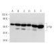 western blotting image from recommended c-Fgr (B-8) monoclonal antibody replacement. Image 357362