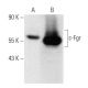 c-Fgr Antibody (C-11) - Western Blotting - Image 358380