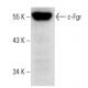 c-Fgr Antibody (D-6) - Western Blotting - Image 19556