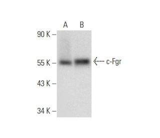 c-Fgr Antibody (C-11) - Western Blotting - Image 318366