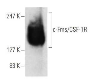 c-Fms/CSF-1R Antibody (2-4A5) - Western Blotting - Image 7300