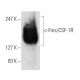 c-Fms/CSF-1R Antibody (2-4A5) - Western Blotting - Image 7300