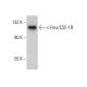 c-Fms/CSF-1R Antibody (5J15) - Western Blotting - Image 377042