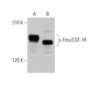 western blotting image from recommended c-Fms/CSF-1R (B-8) monoclonal antibody replacement. Image 374381
