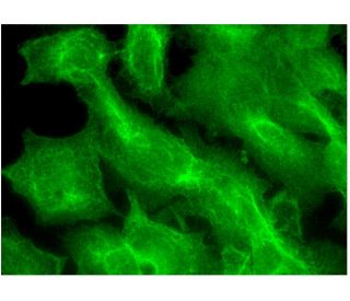 c-Fms/CSF-1R Antibody (D-8) - Immunofluorescence - Image 298964 