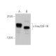 western blotting image from recommended c-Fms/CSF-1R (B-8) monoclonal antibody replacement. Image 374381