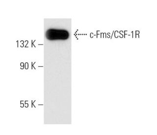 c-Fms/CSF-1R Antibody (B-8) - Western Blotting - Image 10447