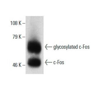 c Fos Antibody 4 10G SCBT Santa Cruz Biotechnology