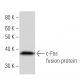 c-Fos Antibody (554C1a) - Western Blotting - Image 16582
