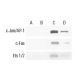 c-Fos Antibody (6-2H-2F) - ChIP - Image 9314 