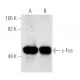 c-Fos Antibody (6-2H-2F) - Western Blotting - Image 750 