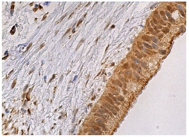 c-Fos Antibody (C-10) | SCBT - Santa Cruz Biotechnology