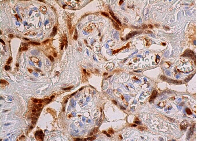 c-Fos Antibody (C-10) | SCBT - Santa Cruz Biotechnology
