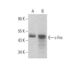 c-fos-antibody-c-10-western-
