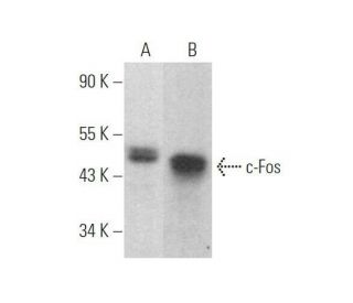 RAKUTAO114757様用 c-Fos抗体(C-10) | SCBT - Santa Cruz Biotechnology