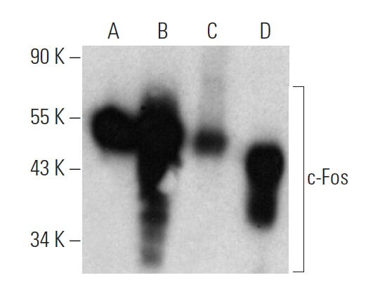 Anticorps c Fos C 10 SCBT Santa Cruz Biotechnology