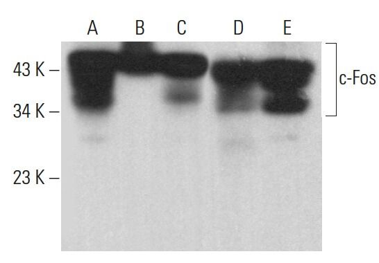 c-fos-antibody-c-10-western- c-fos-antibody-c-10-western-