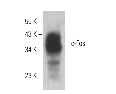 Anticorps c Fos C 10 SCBT Santa Cruz Biotechnology